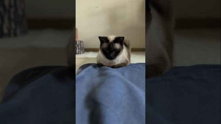 動かない猫を動かす方法🐱 – How to move a cat that won’t move – #shorts #cat