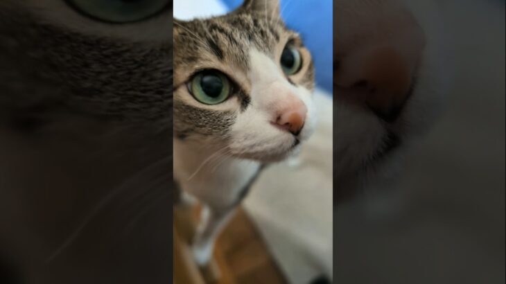 玩具を隠してたら猫に見つかった🐱 – My cat found the toy I was hiding – #shorts #cat