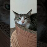 物音に反応する猫🐱 – Sound Sensitive Cats – #shorts #cat