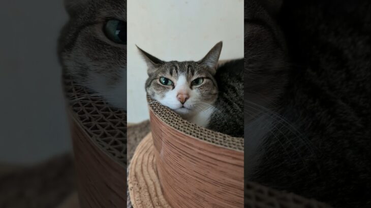 物音に反応する猫🐱 – Sound Sensitive Cats – #shorts #cat