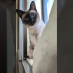 ずっとコッチを見る猫🐱 – The cat keeps staring at me – #shorts #cat