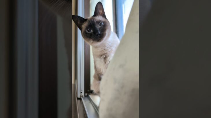ずっとコッチを見る猫🐱 – The cat keeps staring at me – #shorts #cat