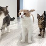 弟が入院して家からいなくなったら猫たちが大騒ぎでこうなっちゃいました…
