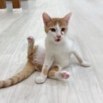 去勢後に自分のたまたまが無くなったことに気づいた子猫がこうなっちゃいました…