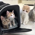 里親に出したはずの子猫たちが我が家に戻ってきたらみんな大喜びでこうなっちゃいました…