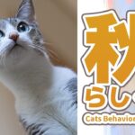 秋と..らしく猫