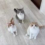 妹が入院して家からいなくなったら猫たちが心配でこうなってました…