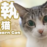遠慮した猫が固執するモノ