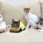 手術を乗り越えて帰ってきた妹が心配な猫たちが一日中こうなってました…