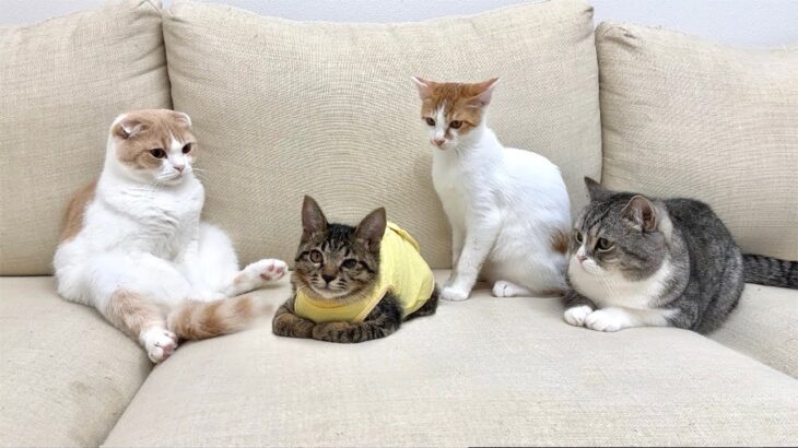 手術を乗り越えて帰ってきた妹が心配な猫たちが一日中こうなってました…