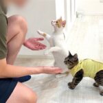 里親になる父が保護した子猫たちと初めて対面したらまさかの展開になりました…