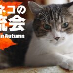 猫の奇妙な交流会
