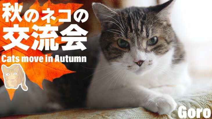 猫の奇妙な交流会