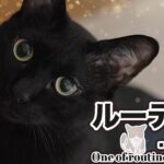 猫のルーティンは色々