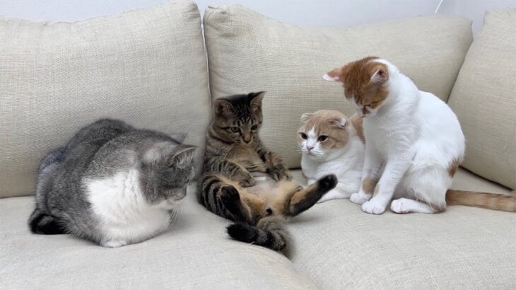 手術でお腹の毛を剃られてしょんぼりしてる妹が心配で猫たちがこうなっちゃいました…