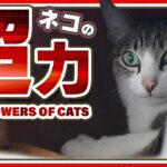 猫の超力とは