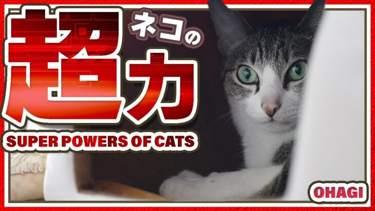 猫の超力とは