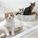 お気に入りのおもちゃを子猫に取られちゃった猫がこうなっちゃいました…