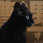 猫の遭遇する所見