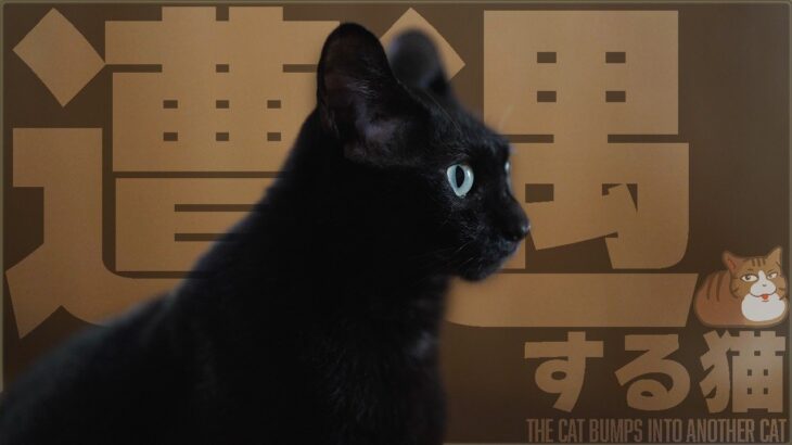 猫の遭遇する所見