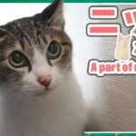 猫のニッチな部分