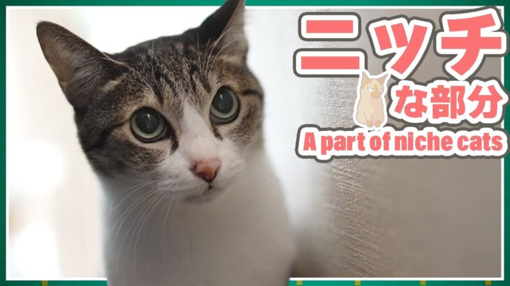 猫のニッチな部分
