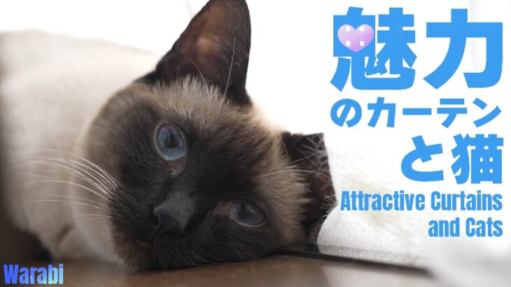 魅力のカーテンと猫