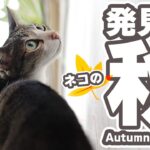 猫の秋は発見と活動の秋