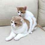 とうとう発情期が来た子猫が夜中に発情してこんなことになってしまってました…