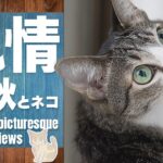 優雅で風情の秋と猫