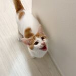 手術の前日に自分だけごはんを食べさせてもらえなかった子猫がこうなっちゃいました…