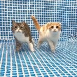 生まれて初めて猫たちをプールに入れてみたら反応がかわいすぎましたw