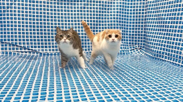 生まれて初めて猫たちをプールに入れてみたら反応がかわいすぎましたw
