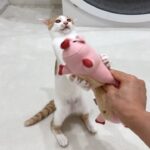 初めてぬいぐるみをプレゼントされた子猫の反応が想像以上でこうなっちゃいましたwww