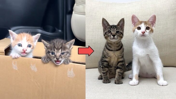 【総集編】母猫に育児放棄されて物置で鳴いてた生後1ヶ月の子猫たちの成長記録。