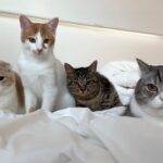 1時間寝坊したら猫たちが勢揃いで布団の上でこうなってました…汗