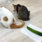 子猫たちの後ろにきゅうりを置いてみたらリアクションが100点すぎました…笑