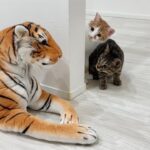 物陰にトラが隠れてたときの子猫たちのリアクションが120点すぎましたwww