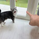 お散歩が好きすぎる猫は何回目で飽きるのか1日中検証してみたらまさかの結果に…www