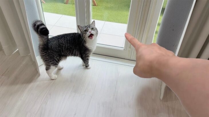 お散歩が好きすぎる猫は何回目で飽きるのか1日中検証してみたらまさかの結果に…www