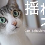 秋の揺れる猫【2024年】