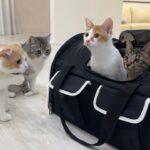 保護してから4ヶ月一緒に過ごした子猫とついにお別れしたら猫たちがこうなっちゃいました…