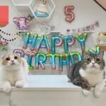 【祝】もち様・5歳のお誕生日パーティー🎂