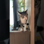 隙間ネコ🐱 – A cat behind the TV – #shorts #cat