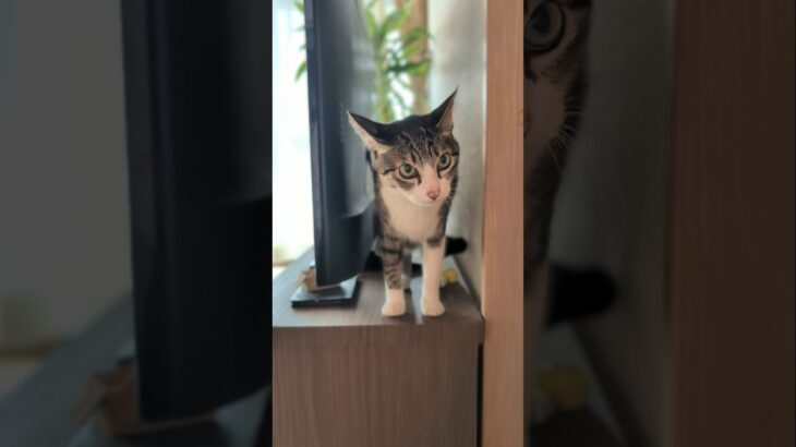 隙間ネコ🐱 – A cat behind the TV – #shorts #cat