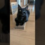爪とぎに乗る黒猫🐱 – A cat on a scratching board – #shorts #cat