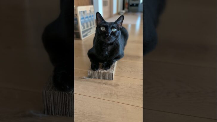 爪とぎに乗る黒猫🐱 – A cat on a scratching board – #shorts #cat