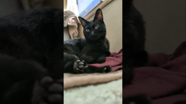 黒光の猫🐱 – Black cats – #shorts #s #cat
