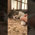 猫の握手会は塩対応🐱 – Cats Handshake Event – #cat #握手会