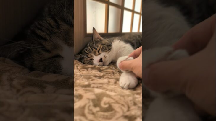 猫の握手会は塩対応🐱 – Cats Handshake Event – #cat #握手会